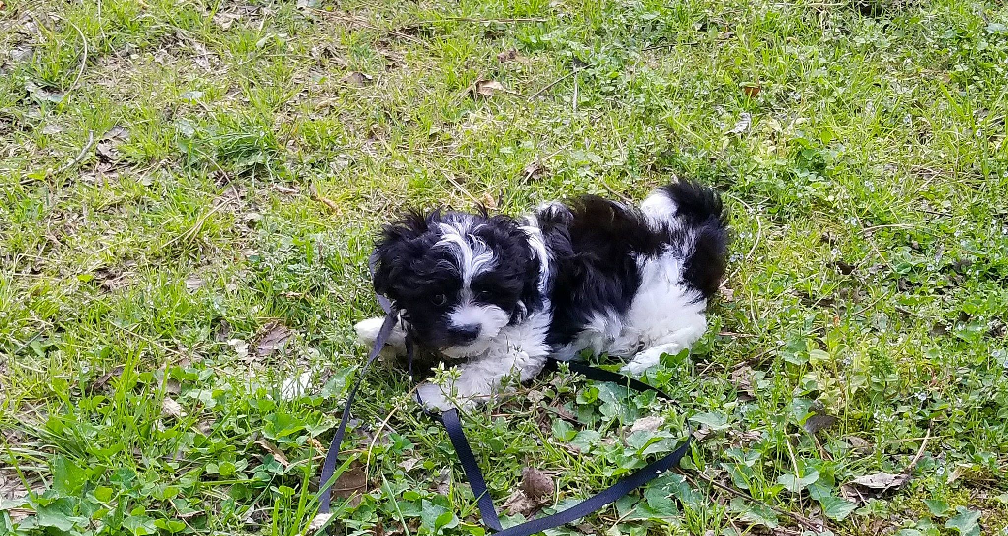 Jazzy joined the competition — help win amazing prizes! bolonka, canidae, carnivore, chinese_imperial_dog, cockapoo, dog, dog_breed, havanese, kyi_leo, lhasa_apso, mal_shi, mammal, puppy, rare_breed_dog, schapendoes, shih_poo, shih_tzu, sporting_group, tibetan_terrier, vertebrate