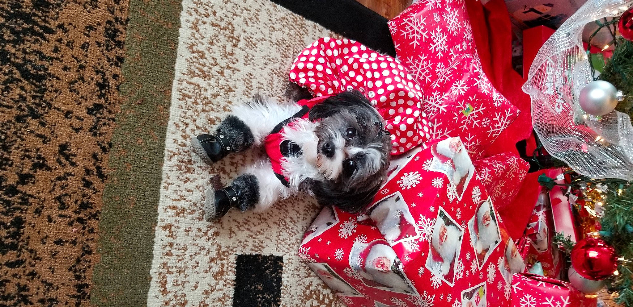 Jazzy joined the competition — help win amazing prizes! boston_terrier, canidae, carnivore, companion_dog, dog, dog_breed, dog_clothes, miniature_schnauzer, morkie, non_sporting_group, puppy, schnauzer, shih_tzu, sporting_group, toy_dog