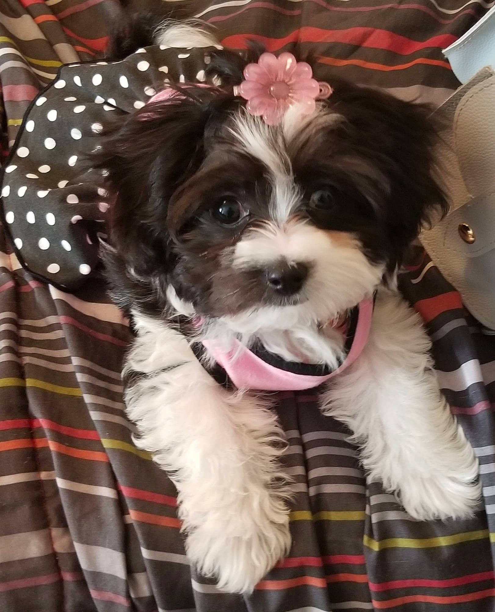 Jazzy joined the competition — help win amazing prizes! bolonka, canidae, carnivore, chinese_imperial_dog, companion_dog, dog, dog_breed, havanese, kyi_leo, lhasa_apso, mal_shi, maltepoo, mammal, morkie, puppy, schnoodle, shih_poo, shih_tzu, snout, vertebrate