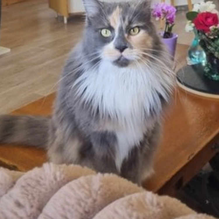 O Bella