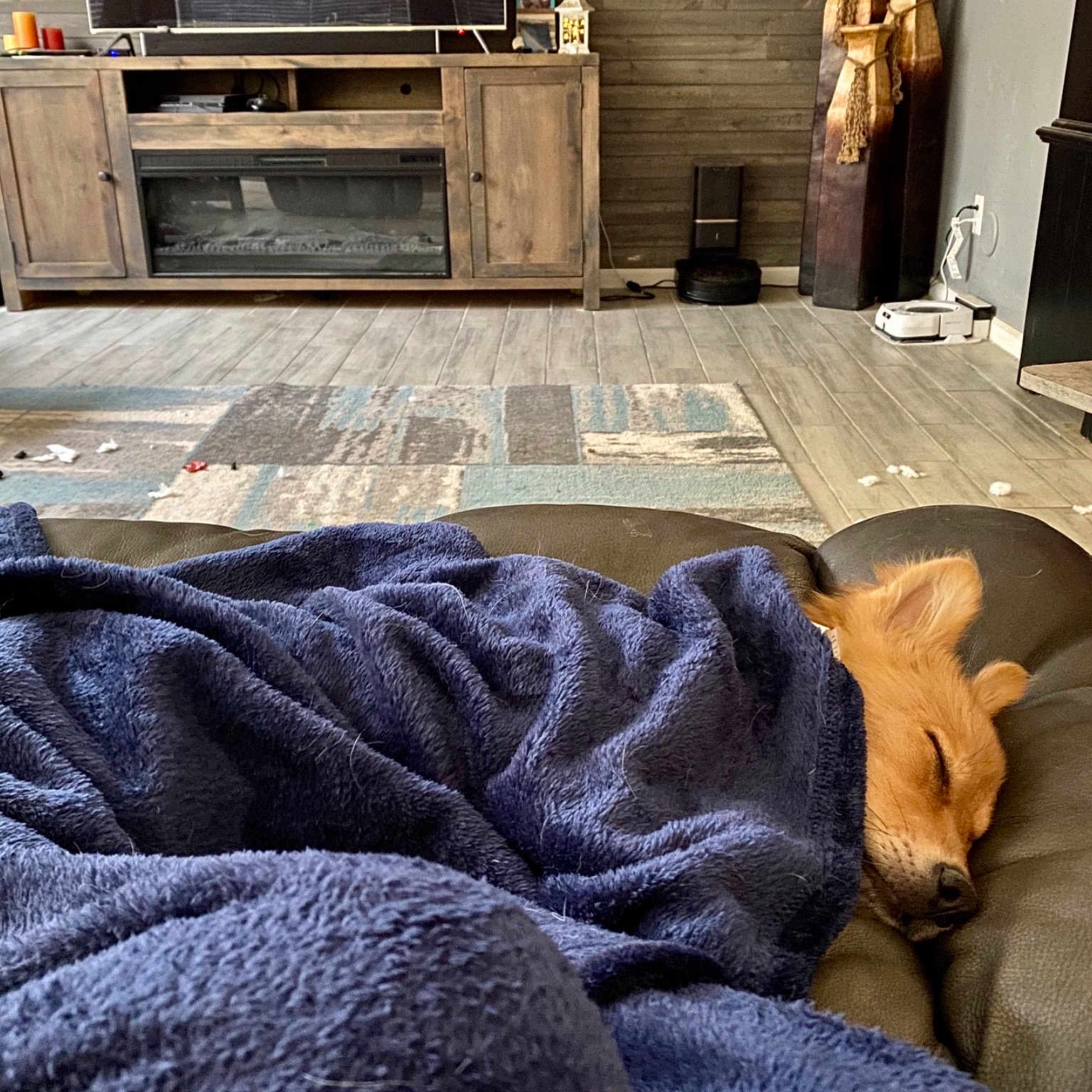 Maple joined the competition — help win amazing prizes! canidae, carpet, chair, comfort, couch, dog, floor, flooring, fur, furniture, hardwood, home, house, interior_design, living_room, room, sporting_group, table, tile, wood