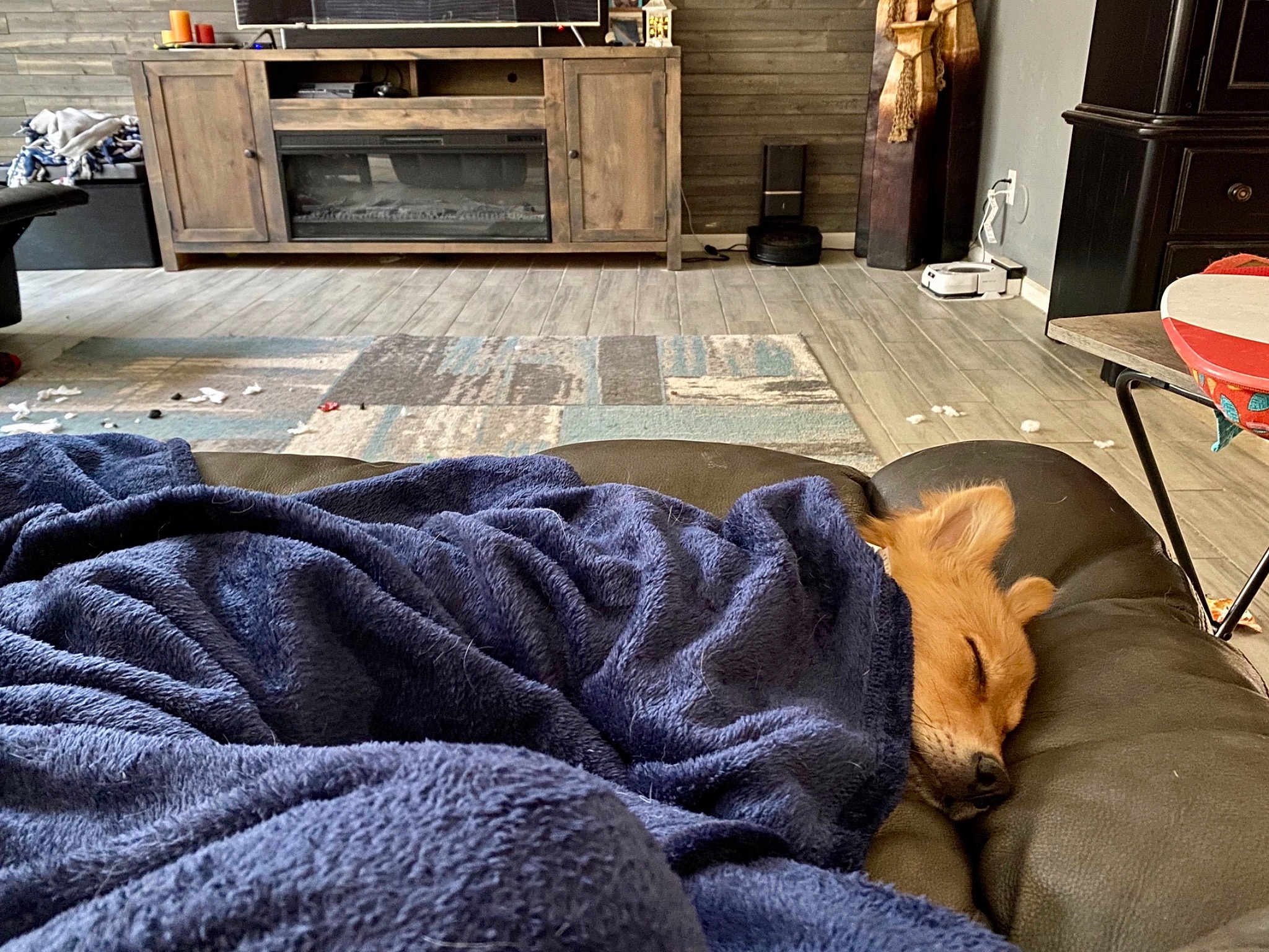 Maple joined the competition — help win amazing prizes! canidae, carpet, chair, comfort, couch, dog, floor, flooring, fur, furniture, hardwood, home, house, interior_design, living_room, room, sporting_group, table, tile, wood