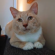 Max is registered to the contest to win money with this photo: animal, cat, close_up, cozy, curious_eyes, cute, domestic_cat, feline, fur, home, indoor, mammal, orange_cat, pet, portrait, relaxed, resting, soft_light, whiskers, white_paws