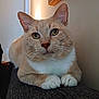 animal, cat, close_up, cozy, curious_eyes, cute, domestic_cat, feline, fur, home, indoor, mammal, orange_cat, pet, portrait, relaxed, resting, soft_light, whiskers, white_paws