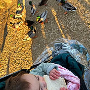 Arabella joined the competition — help win amazing prizes! animal, baby, beak, bird, bodypart, bread, duck, face, finger, food, furniture, head, mallard, nature, outdoors, person, photography, portrait, rock, waterfowl