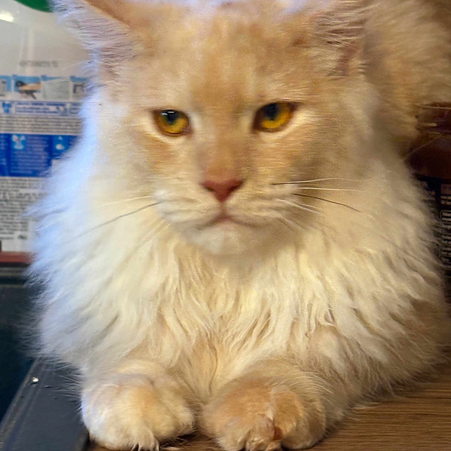 Simba a rejoint le concours — aidez-le/la à gagner de superbes lots ! amber_eyes, animal, cat, close_up, cream_color, domestic_animal, ears, feline, fluffy, fur, household, indoor, mammal, paws, pet, portrait, relaxed, table, whiskers, wooden_surface