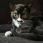 Moose is registered to the contest to win money with this photo: cat, kitten, black_and_white, whiskers, tongue_out, curled_up, yellow_eyes, fur, paw, cute, pet, animal, indoor, close_up, resting, small, adorable, young, feline, texture