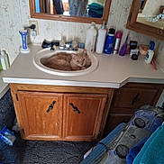 Simba joined the competition — help win amazing prizes! bathroom, bottle, cabinet, carpet, cat, clutter, countertop, fluffy, indoor, mirror, orange_cat, personal_care, pet, plastic_bag, relaxed, shaving_razor, sink, toiletries, towels, wood_cabinet