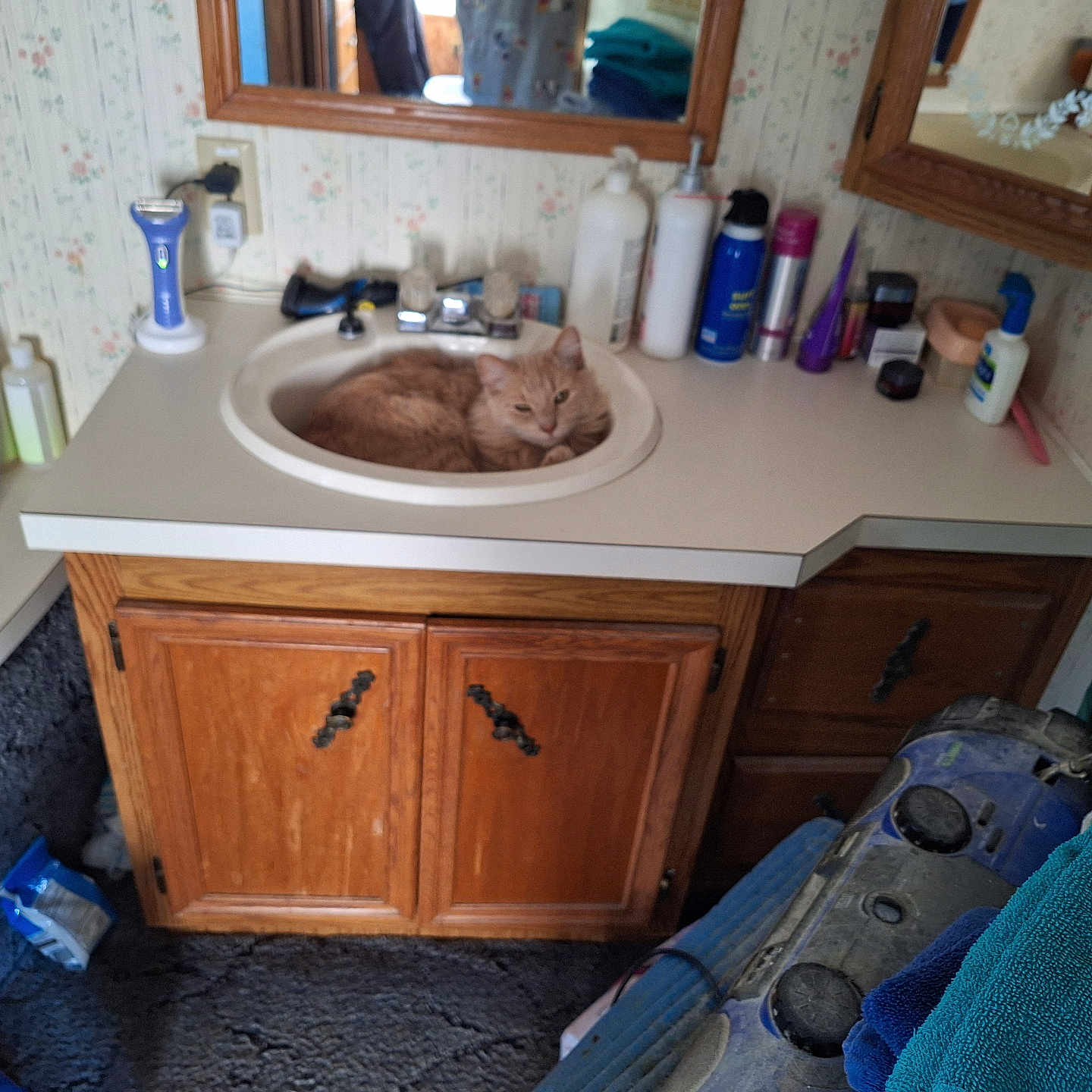 Simba joined the competition — help win amazing prizes! bathroom, bottle, cabinet, carpet, cat, clutter, countertop, fluffy, indoor, mirror, orange_cat, personal_care, pet, plastic_bag, relaxed, shaving_razor, sink, toiletries, towels, wood_cabinet