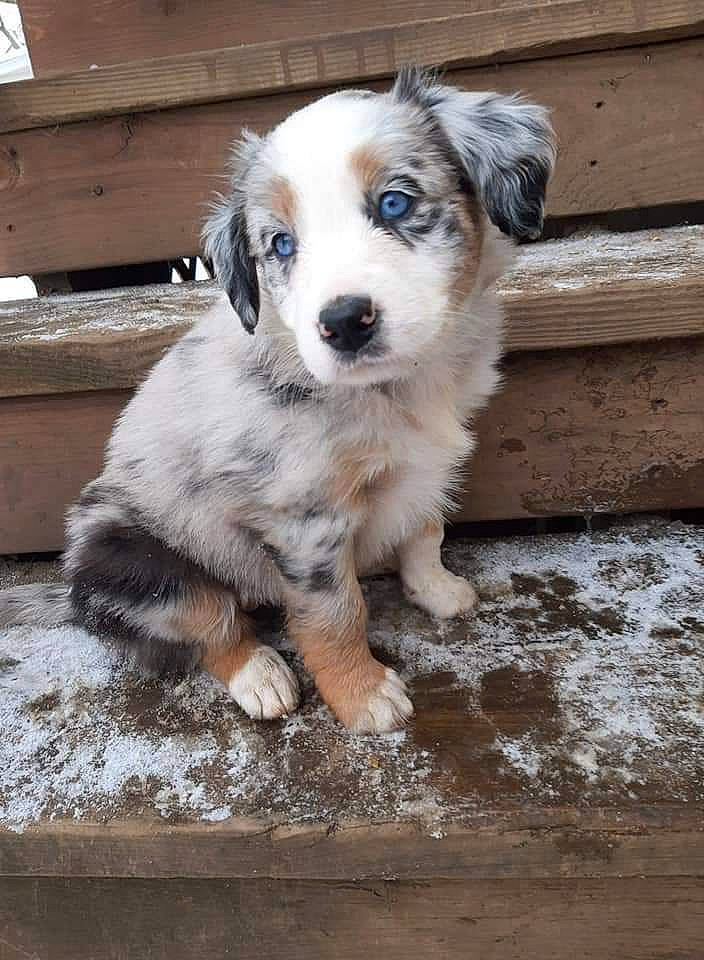 Montana is registered to the contest to win money with this photo: canidae, carnivore, companion_dog, dog, dog_breed, fur, puppy, puppy_love, small_terrier, sporting_group, terrier, toy_dog, whiskers, wood, working_animal, working_dog