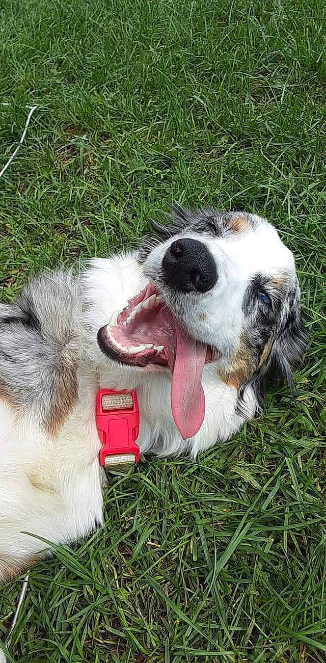 Montana is registered to the contest to win money with this photo: canidae, carnivore, collar, companion_dog, dog, dog_breed, dog_collar, dog_supply, fang, fawn, fur, grass, paw, plant, puppy, snout, sporting_group, toy_dog, whiskers, working_dog