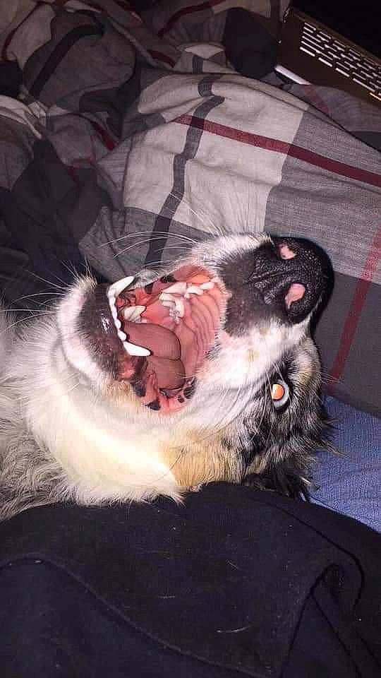 Montana joined the competition — help win amazing prizes! carnivore, claw, collar, companion_dog, dog_breed, ear, fang, felidae, foot, fur, head, jaw, paw, roar, small_to_medium_sized_cats, snout, sporting_group, tooth, whiskers, yawn