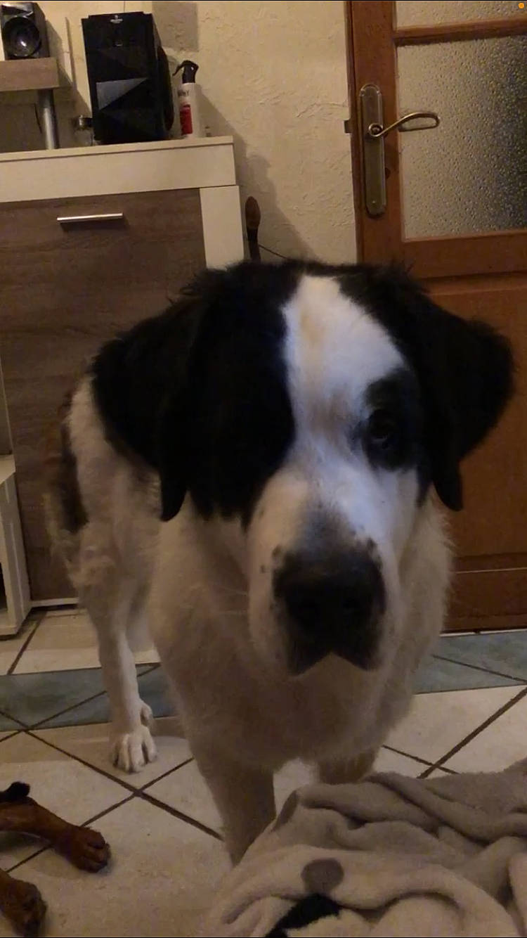 Naya a rejoint le concours — aidez-le/la à gagner de superbes lots ! box, carnivore, chair, collar, companion_dog, dog, dog_breed, flooring, fur, giant_dog_breed, hardwood, puppy, sporting_group, tail, terrestrial_animal, whiskers, wood, working_animal, working_dog