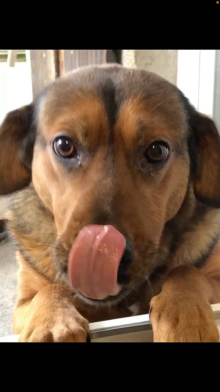 Elliot participe au concours pour gagner de l'argent avec cette photo : ball, carnivore, comfort, companion_dog, dog, dog_breed, dog_supply, ear, fawn, hound, liver, paw, pet_supply, scent_hound, snout, sporting_group, tennis_ball, toy, whiskers, working_animal