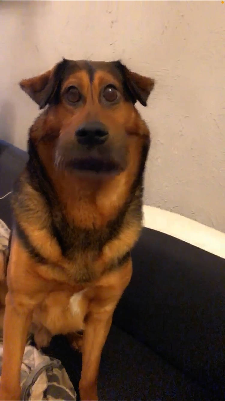 Elliot participe au concours pour gagner de l'argent avec cette photo : canidae, carnivore, companion_dog, dog, dog_breed, event, fawn, fur, snout, terrestrial_animal, whiskers, wood, working_dog