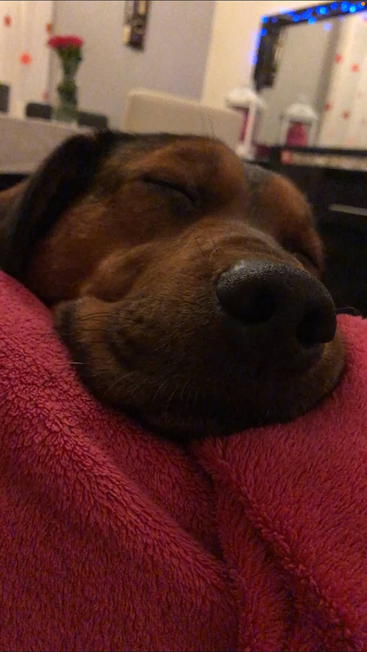 Elliot a rejoint le concours — aidez-le/la à gagner de superbes lots ! canidae, carnivore, comfort, companion_dog, dog, dog_breed, ear, fawn, flooring, fur, liver, non_sporting_group, retriever, selfie, snout, sporting_group, terrestrial_animal, whiskers, wood, working_animal