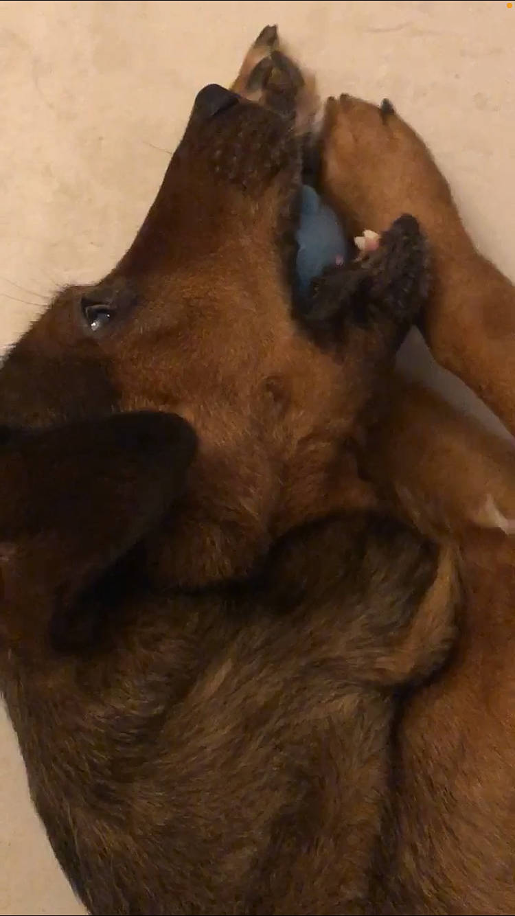 Elliot participe au concours pour gagner de l'argent avec cette photo : canidae, carnivore, companion_dog, dog_breed, fawn, flesh, food, fur, gesture, jaw, liver, paw, snout, sporting_group, terrestrial_animal, working_animal