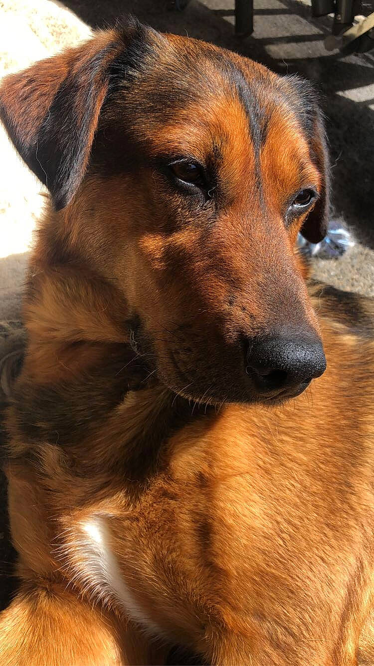 Elliot a rejoint le concours — aidez-le/la à gagner de superbes lots ! ancient_dog_breeds, canidae, carnivore, close_up, companion_dog, dog, dog_breed, fawn, fur, guard_dog, hound, hunting_dog, snout, sporting_group, street_dog, terrestrial_animal, whiskers, working_animal, working_dog