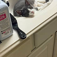Venus joined the competition — help win amazing prizes! baby_powder, bathroom, bottle, cabinet, cat, cleaning_product, countertop, curious, domestic, fur, gray_cat, hairbrush, household, indoor, lying_down, pet, relaxed, sink, whiskers, white_cat