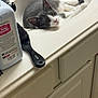 baby_powder, bathroom, bottle, cabinet, cat, cleaning_product, countertop, curious, domestic, fur, gray_cat, hairbrush, household, indoor, lying_down, pet, relaxed, sink, whiskers, white_cat