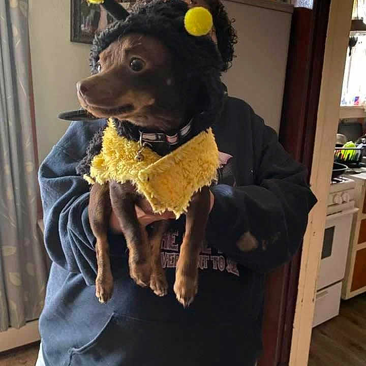 Canela is registered to the contest to win money with this photo: art, canidae, companion_dog, costume_hat, curtain, dog_breed, fashion_accessory, fashion_design, fur, fur_clothing, hat, mascot, mask, personal_protective_equipment, plush, room, sleeve, snout, sporting_group, stuffed_toy