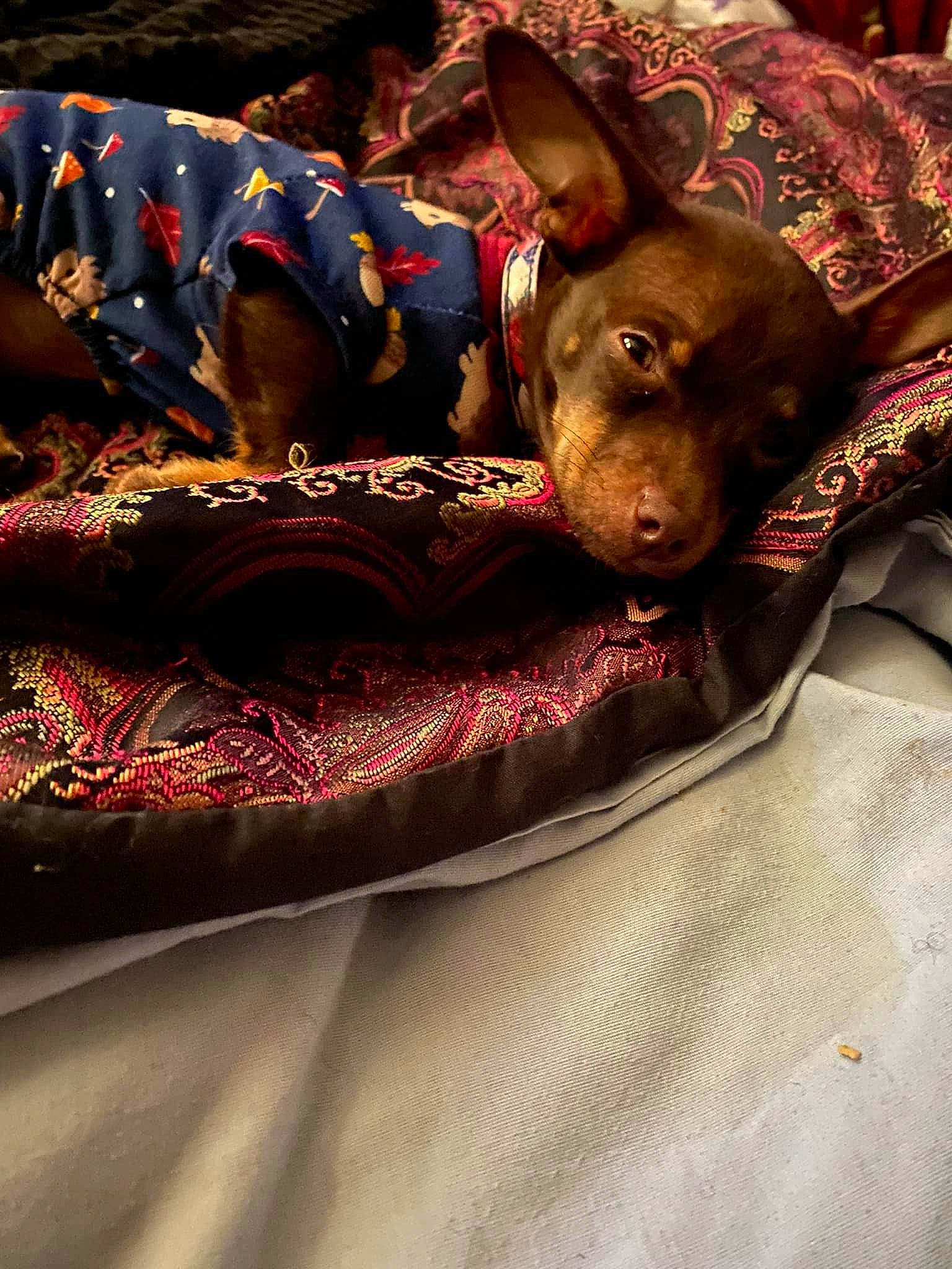 Canela joined the competition — help win amazing prizes! bed, bedding, carmine, carnivore, comfort, companion_dog, dog, dog_breed, dog_collar, dog_supply, fawn, fur, guard_dog, linens, liver, pattern, sporting_group, toy_dog, whiskers, working_animal