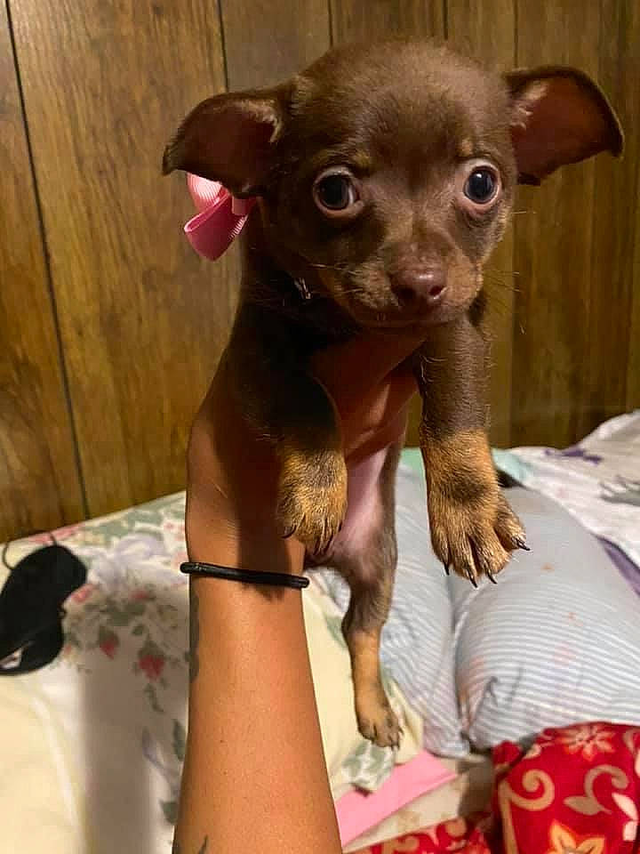 Canela is registered to the contest to win money with this photo: canidae, carnivore, chihuahua, comfort, companion_dog, corgi_chihuahua, dog, dog_breed, ear, fawn, fur, liver, russkiy_toy, snout, sporting_group, terrestrial_animal, toy_dog, whiskers, working_animal