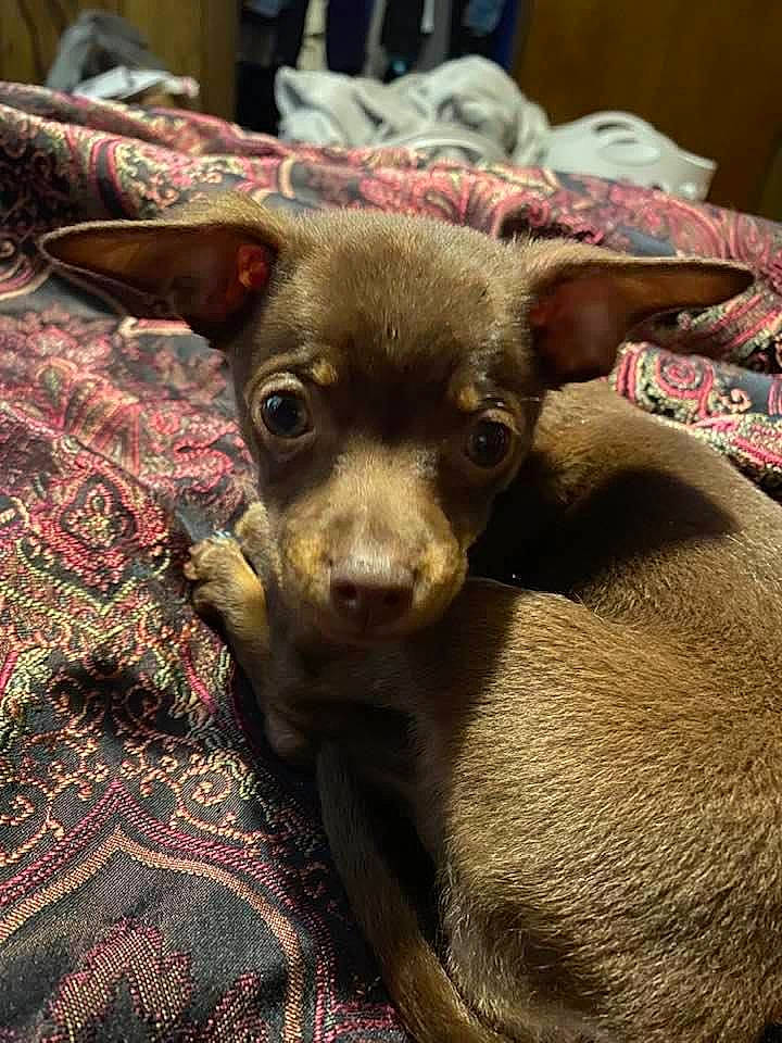 Canela joined the competition — help win amazing prizes! canidae, carnivore, chihuahua, companion_dog, corgi_chihuahua, dog, dog_breed, ear, fawn, fur, liver, pattern, russkiy_toy, snout, sporting_group, terrestrial_animal, toy_dog, whiskers, wood, working_animal