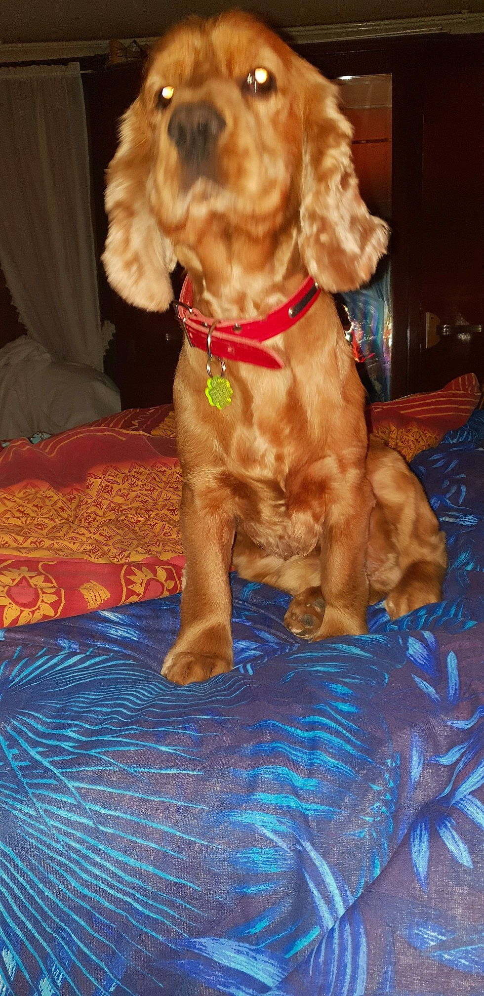 Joke a rejoint le concours — aidez-le/la à gagner de superbes lots ! american_cocker_spaniel, canidae, carnivore, cocker_spaniel, companion_dog, dog, dog_breed, english_cocker_spaniel, fawn, field_spaniel, golden_retriever, irish_setter, mammal, spaniel, sporting_group