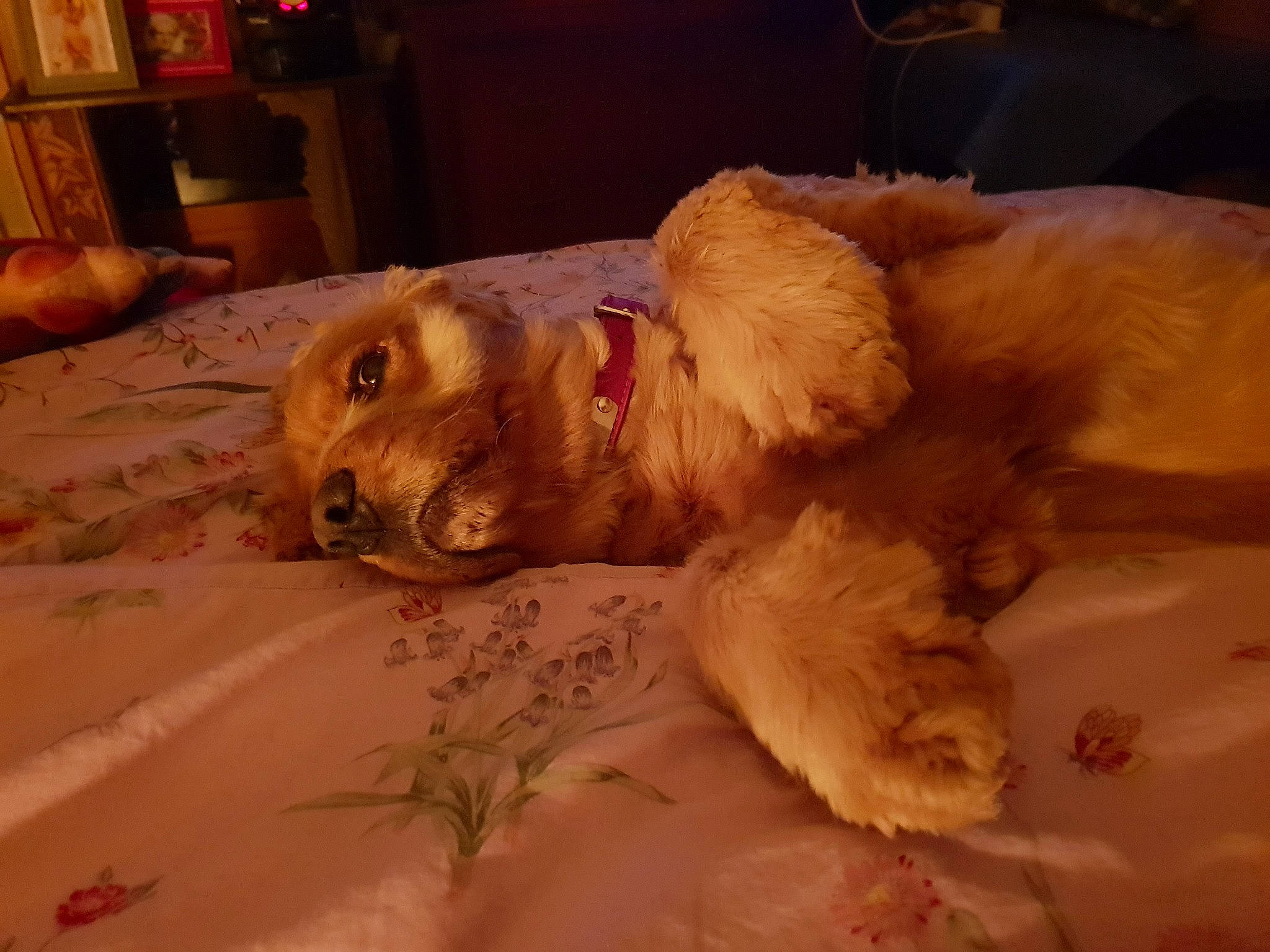 Joke a rejoint le concours — aidez-le/la à gagner de superbes lots ! american_cocker_spaniel, canidae, carnivore, chow_chow, companion_dog, dog, dog_breed, english_cocker_spaniel, fawn, golden_retriever, goldendoodle, nova_scotia_duck_tolling_retriever, puppy, retriever, snout, spaniel, sporting_group