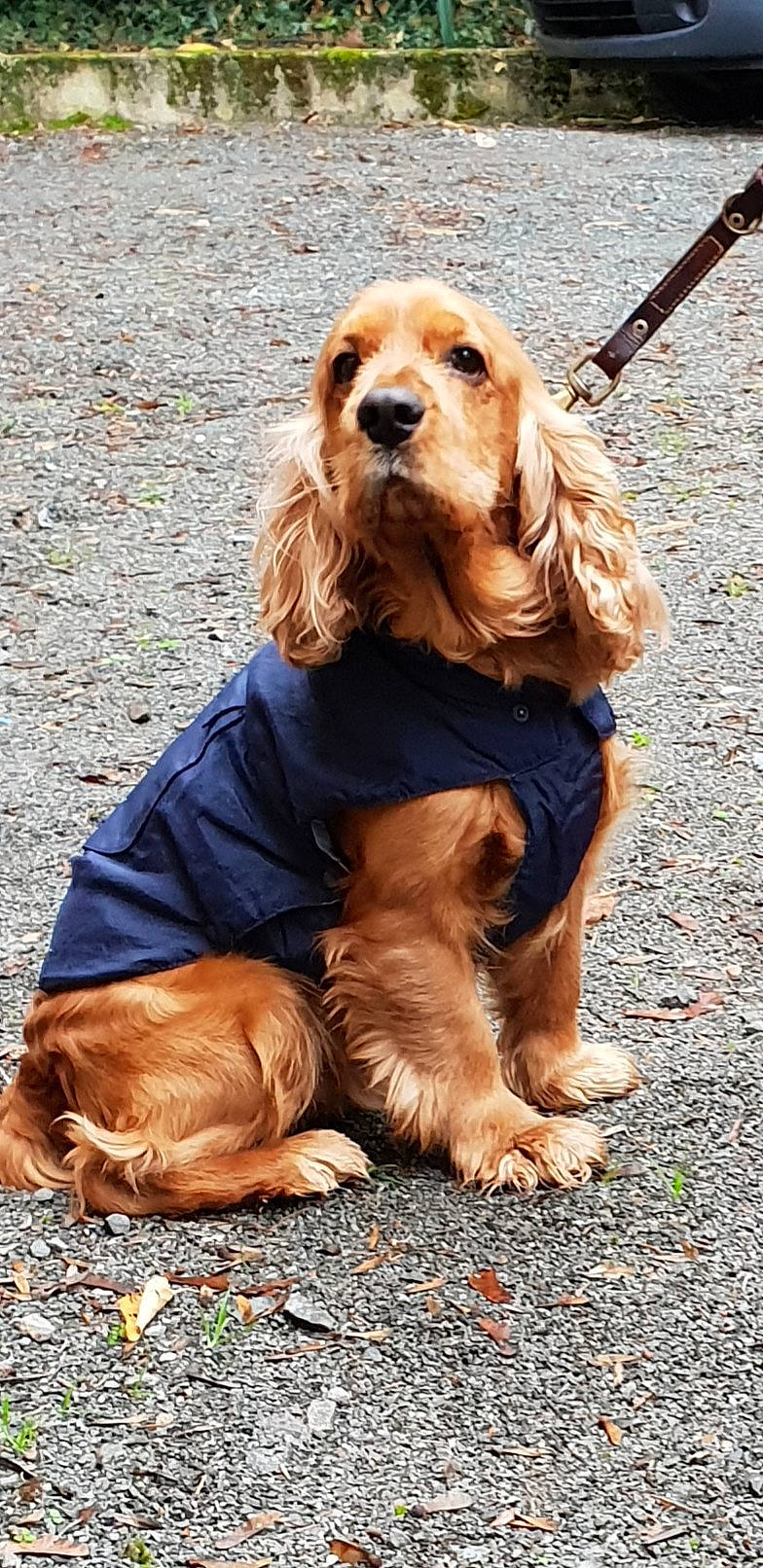 Joke participe au concours pour gagner de l'argent avec cette photo : american_cocker_spaniel, canidae, carnivore, cocker_spaniel, companion_dog, dog, dog_breed, english_cocker_spaniel, fawn, field_spaniel, german_spaniel, mammal, rare_breed_dog, russian_spaniel, snout, spaniel, sporting_group, sussex_spaniel, vertebrate