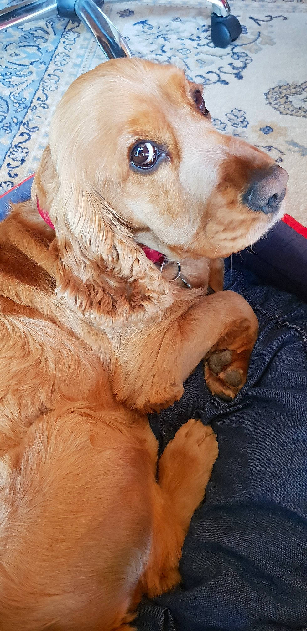 Joke a rejoint le concours — aidez-le/la à gagner de superbes lots ! american_cocker_spaniel, canidae, carnivore, cocker_spaniel, companion_dog, dog, dog_breed, english_cocker_spaniel, fawn, field_spaniel, golden_retriever, mammal, rare_breed_dog, retriever, russian_spaniel, snout, spaniel, sporting_group, vertebrate