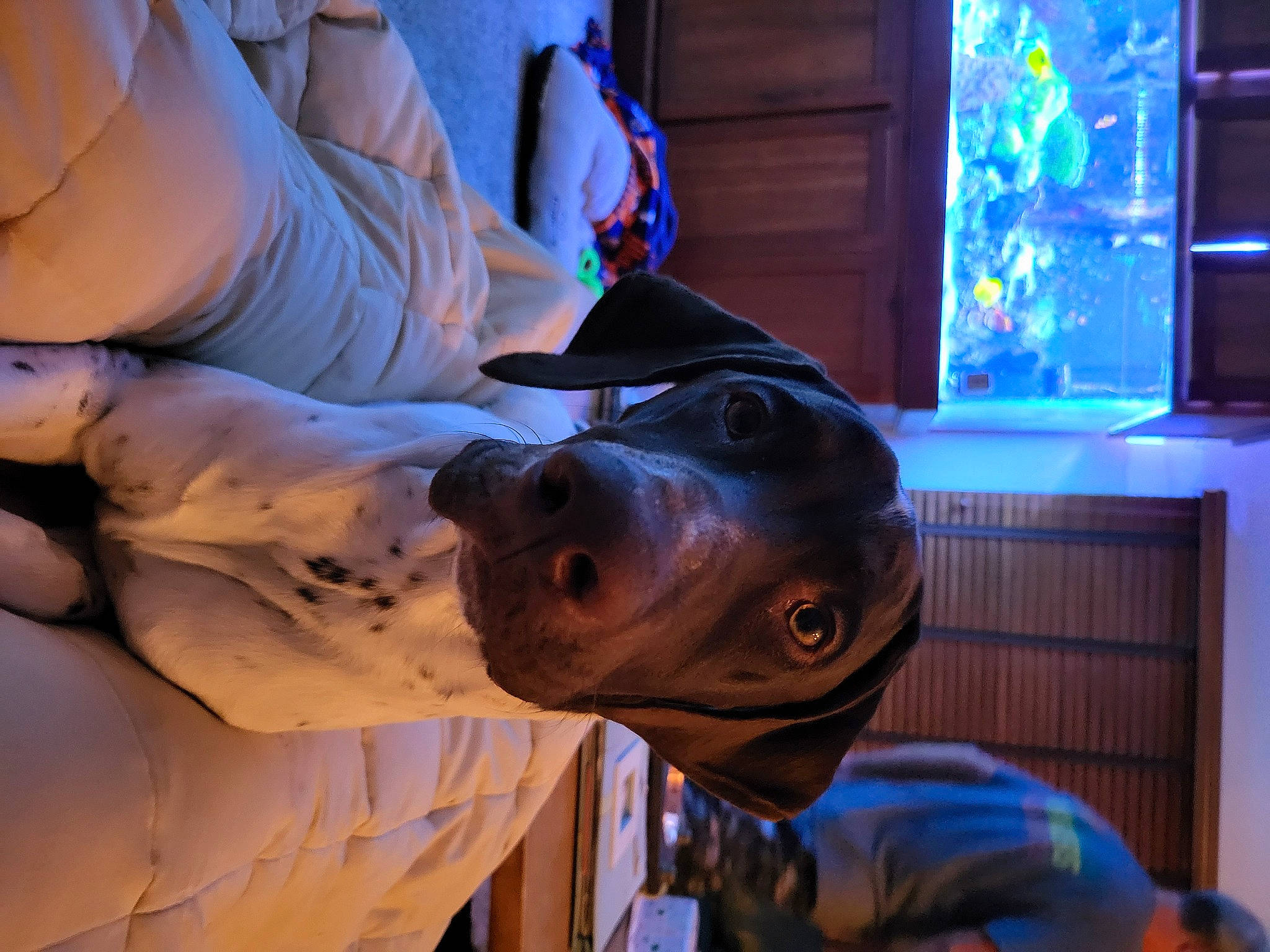 Dinger is registered to the contest to win money with this photo: art, canidae, carnivore, dog, dog_breed, elbow, electric_blue, fashion_accessory, fawn, fun, guard_dog, human_leg, jaw, military, personal_protective_equipment, snout, sporting_group, window, working_animal, wrist