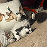 cat, fluffy, black_and_white, carpet, pillow, duck_illustration, clothing, relaxed, sleepy, indoor, feline, animal, pet, lying_down, cozy, soft_texture, whiskers, tail, ears, fur