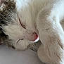 cat, sleeping, close_up, fur, pink_nose, whiskers, paw, relaxed, pet, animal, cute, domestic_cat, white_fur, tabby, resting, cozy, indoor, soft, face, mammal