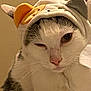 cat, animal_hat, winking, pet, cute, fur, whiskers, pink_nose, indoor, closeup, face, playful, costume, headwear, domestic_cat, white_fur, gray_fur, ears, portrait, mammal
