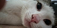 Simba joined the competition — help win amazing prizes! cat, white_cat, close_up, pet, animal, fur, whiskers, pink_nose, lying_down, floor, cute, domestic_cat, portrait, face, eyes, relaxed, indoor, mammal, whisker, closeup