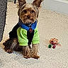 Oliver is registered to the contest to win money with this photo: dog, small_dog, yorkshire_terrier, pet, indoor, carpet, toy, clothing, sweater, ears_up, sitting, animal, cute, brown_fur, blue, green, floor, wall, baseboard, collar