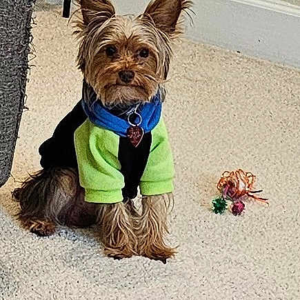 Oliver is registered to the contest to win money with this photo: dog, small_dog, yorkshire_terrier, pet, indoor, carpet, toy, clothing, sweater, ears_up, sitting, animal, cute, brown_fur, blue, green, floor, wall, baseboard, collar