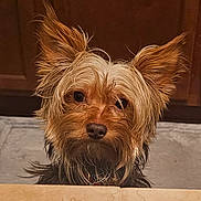 Oliver is registered to the contest to win money with this photo: dog, pet, animal, canine, ears, fur, wet, closeup, portrait, indoor, curious, brown, small_dog, face, cute, looking_up, furry, whiskers, companion, adorable