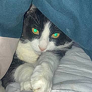 Bounty participe au concours pour gagner de l'argent avec cette photo : cat, black_and_white, pet, animal, paw, blanket, bed, indoor, feline, fur, whiskers, cute, curious, resting, cozy, close_up, eyes, claws, soft, domestic