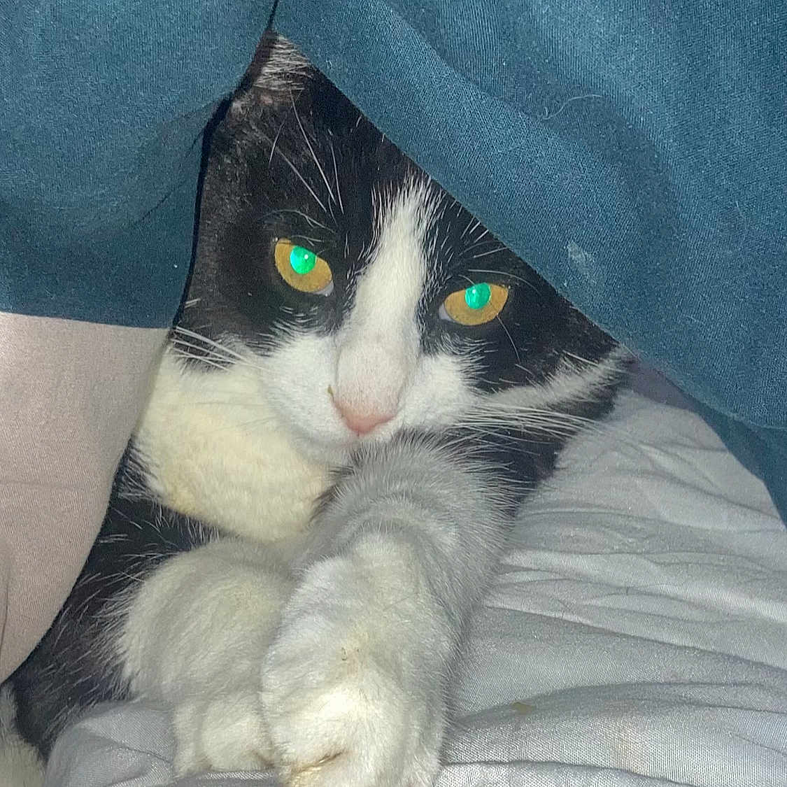 Bounty participe au concours pour gagner de l'argent avec cette photo : cat, black_and_white, pet, animal, paw, blanket, bed, indoor, feline, fur, whiskers, cute, curious, resting, cozy, close_up, eyes, claws, soft, domestic