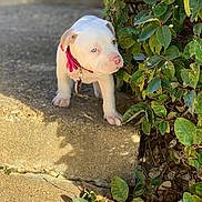 Luna joined the competition — help win amazing prizes! puppy, dog, white_dog, pink_collar, concrete, step, leafy_bush, green_leaves, sunlight, outdoor, curious, young_dog, pet, nature, animal, small_dog, side_view, close_up, walking, daylight