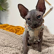 Aron a rejoint le concours — aidez-le/la à gagner de superbes lots ! animal, bedroom, big_ears, blanket, cat, cozy, curious, cute, eyes, fabric, furless, hairless_cat, indoor, pet, sitting, soft, sphynx_cat, tattered_clothing, texture, wrinkled_skin