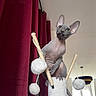 animal, ball, cat, cat_tree, claws, curious, curtains, ears, fluffy, furniture, hairless, indoor, light, pet, playing, red_curtains, sphynx_cat, toy, whiskers, window