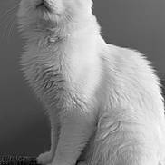 Minx is registered to the contest to win money with this photo: cat, white_cat, fluffy, sitting, curious, portrait, animal, pet, feline, whiskers, ears, tail, indoor, close_up, soft_fur, looking_up, black_and_white, texture, furniture, quiet