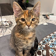 Willow is registered to the contest to win money with this photo: blanket, blurred_background, bowl, cat, close_up, countertop, curious, ears, eyes, food_bowl, fur, indoor, kitchen, kitten, pattern, pet, portrait, sitting, table, whiskers