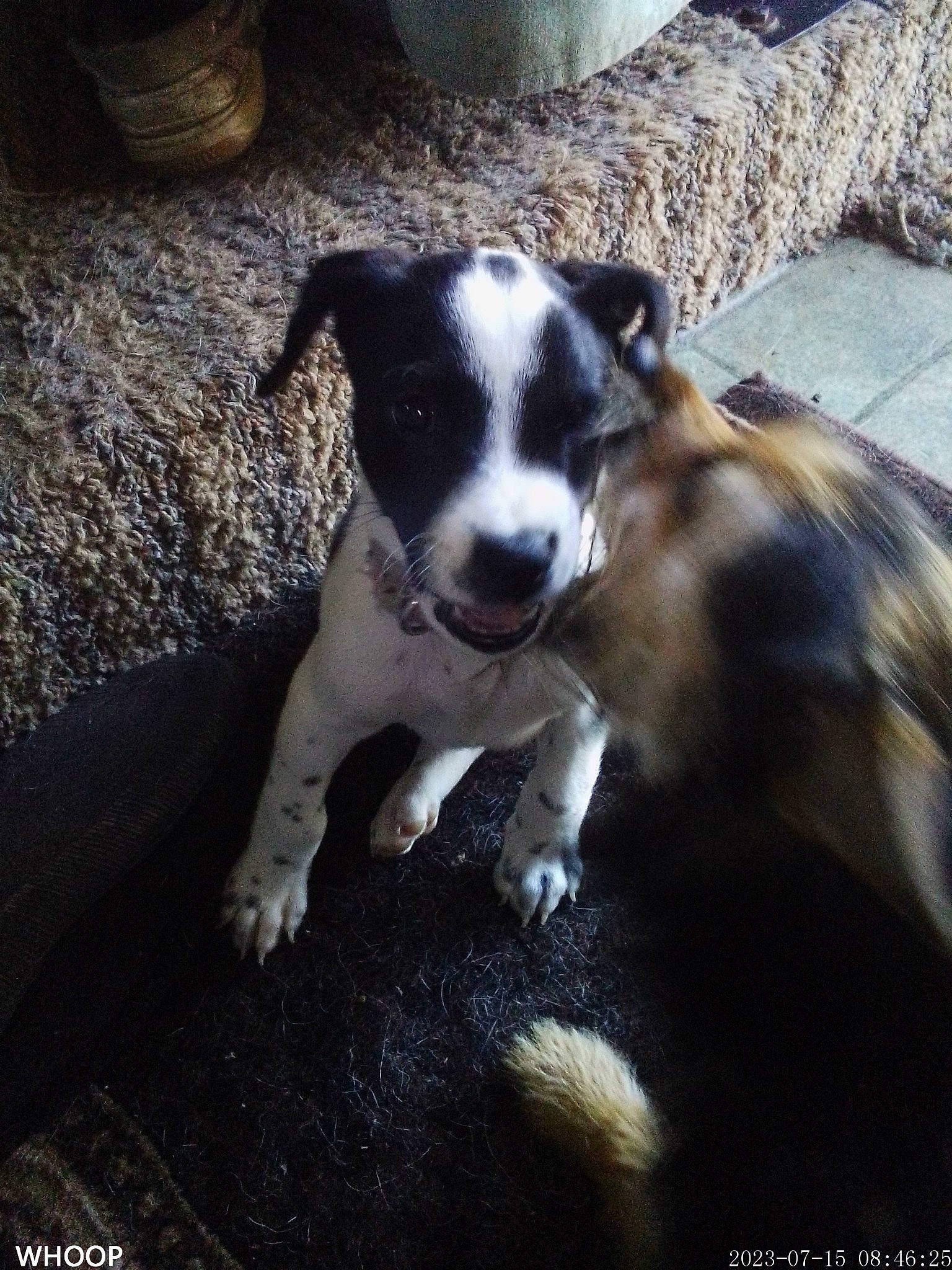 Gracie joined the competition — help win amazing prizes! canidae, carnivore, companion_dog, dog, dog_breed, non_sporting_group, puppy, sporting_group, terrestrial_animal, whiskers, working_animal, working_dog