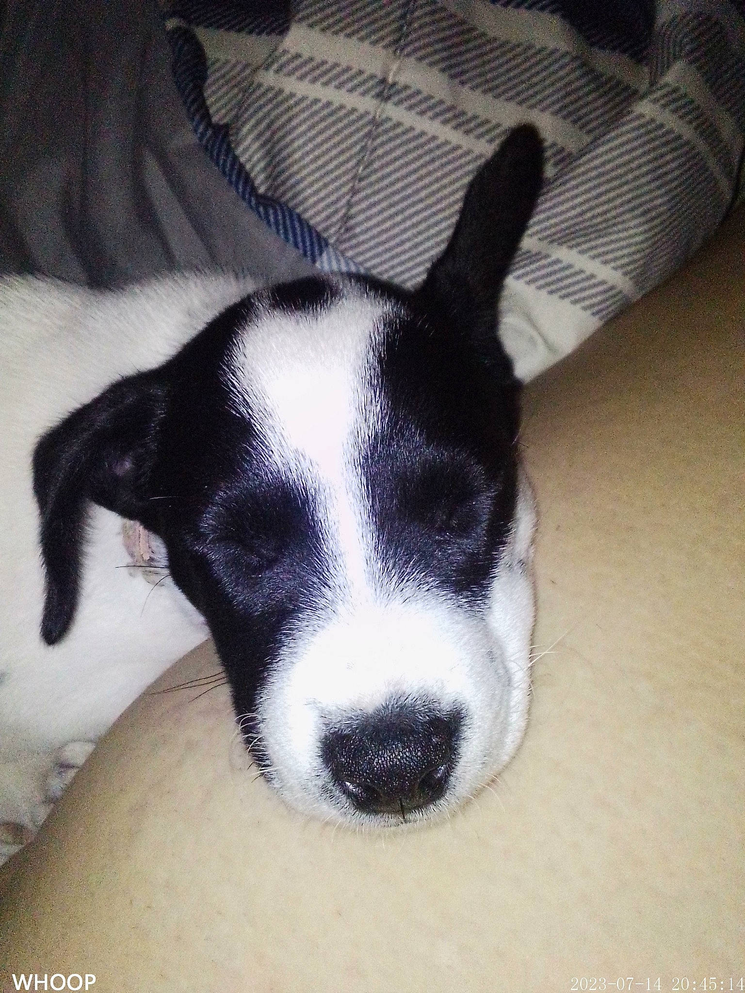 Gracie joined the competition — help win amazing prizes! bored, carnivore, comfort, companion_dog, dog, dog_breed, ear, nap, non_sporting_group, paw, sporting_group, terrestrial_animal, whiskers, working_animal