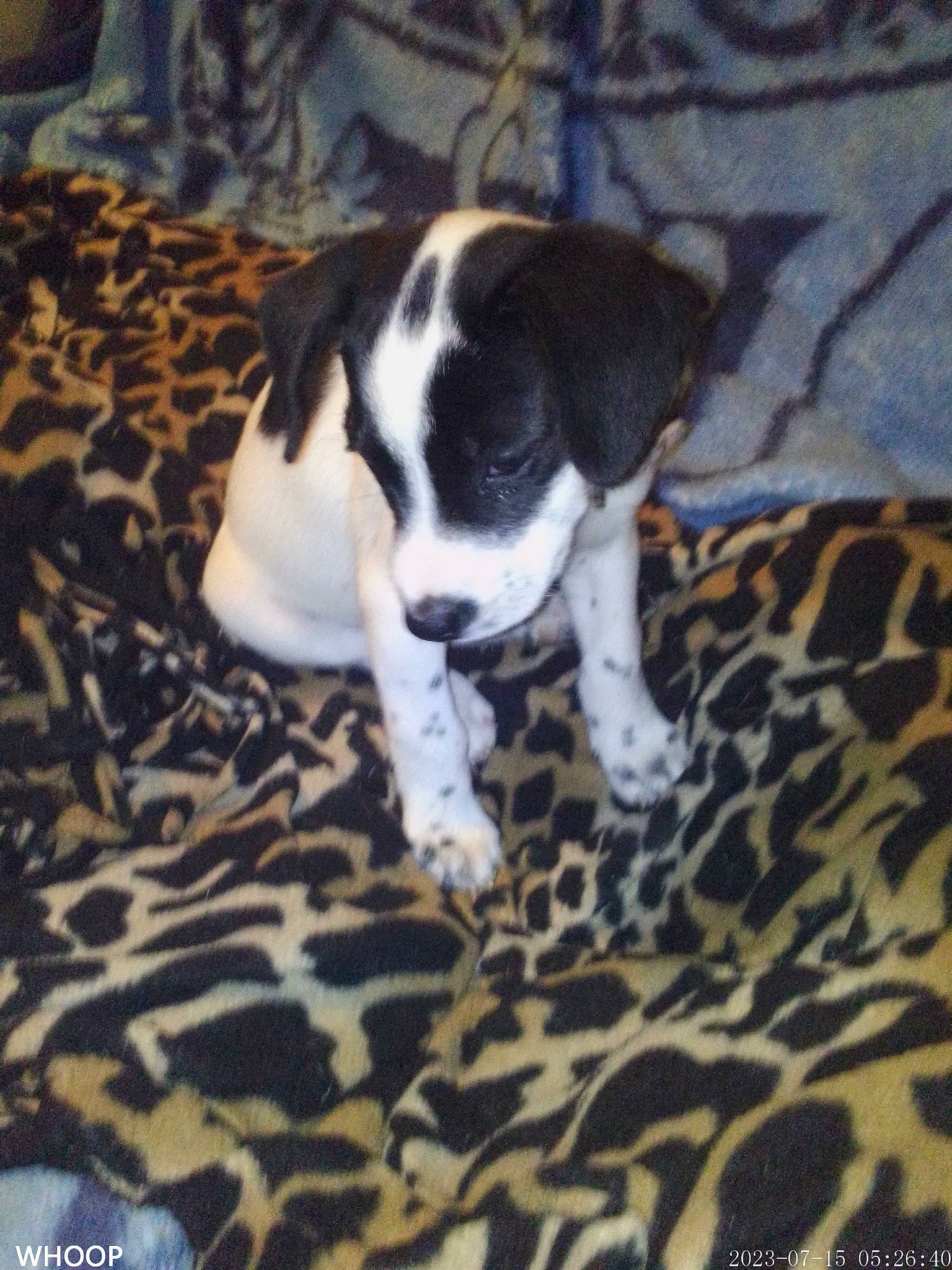 Gracie joined the competition — help win amazing prizes! canidae, carnivore, comfort, companion_dog, dog, dog_breed, dog_supply, fawn, flooring, grass, non_sporting_group, paw, snout, tail, terrestrial_animal, toy_dog, whiskers, working_animal